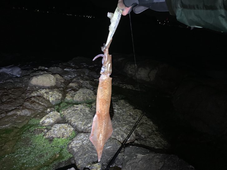 釣果報告 島根県の磯でヤリイカエギング